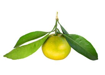 Green mandarin isolated on white background