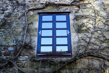 Raíces alrededor de la ventana