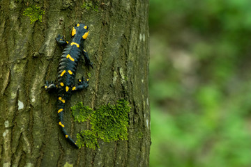 Salamander in forest sitting on tree
