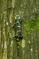 Salamander in forest sitting on tree