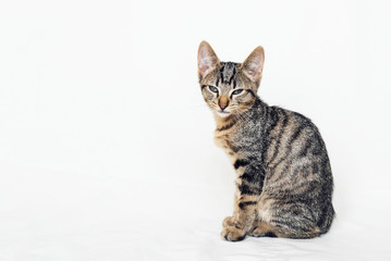 Fototapeta na wymiar Young European Shorthair cat sitting on white background.