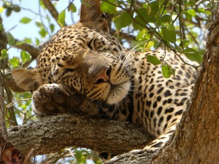 Sleeping Leopard
