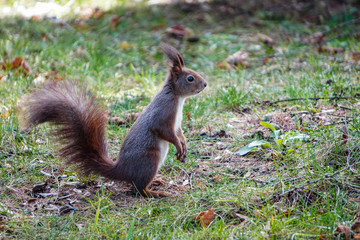 Naklejka na ściany i meble A red fluffy squirrel stands on its hind legs on the ground and looks around, looking for food. Sciurus, Tamiasciurus, Pine squirrels, Rodent