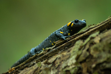 Salamander in forest sitting on tree