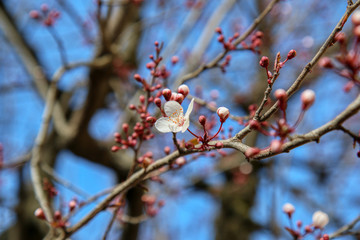Arriva la primavera: primo piano di delicati fiori bianchi di Prunus (detto anche mirabolano o marusticano) appena sbocciati, su un cielo azzurro intenso 