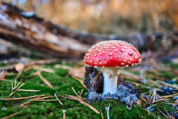 But beautiful toadstool