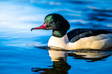 Birdwatching in tourist attraction in Nidelva, Trondheim