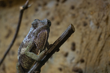 Chameleon standing on branches.The Malagasy giant chameleon or Oustalets's chameleon (Furcifer oustaleti ) is a large species of chameleon which is endemic to Madagascar