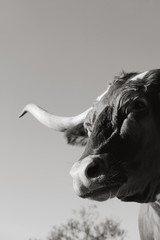 Vintage style Texas Longhorn portrait in vertical view, monochrome cow with horns close up