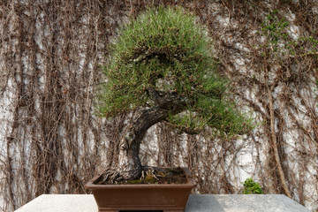 Tradycyjny chińskie ogród - bonsai © Miroslaw