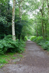 Charming Woodland scenes in a local park