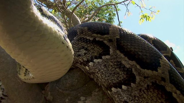 A huge curious snake coiled up on a tree branch flicks its tongue in the air and explores