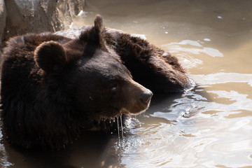 Tibetan black bear taking a bath