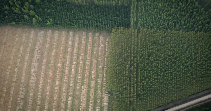 Lined Tree in Artificial Forest and Stacked Trunks, Top Down Aerial View