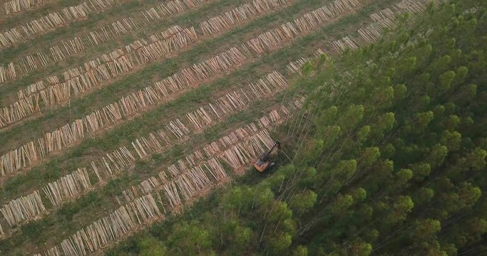 Static Birds Eye Aerial View of Tree Harvester Stacking Trees. Wood Industry in Paraguay, South America