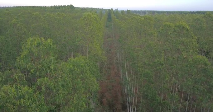 Aerial View of Lined Deciduous Trees. Industrial Afforestation in Countryside of Paraguay