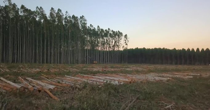 Dramatic Aerial View of Stacked Tree Trunks on Plain Ground And Artificial Forest With Harvester