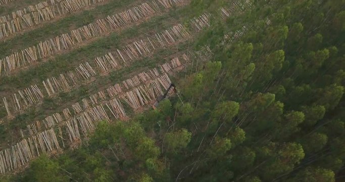 Top Down Aerial View of Machine Harvesting Trees in Countryside of Paraguay