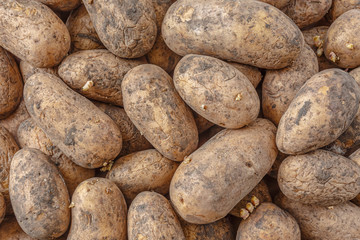 Old dirty potato dug from the ground, scattered on the surface