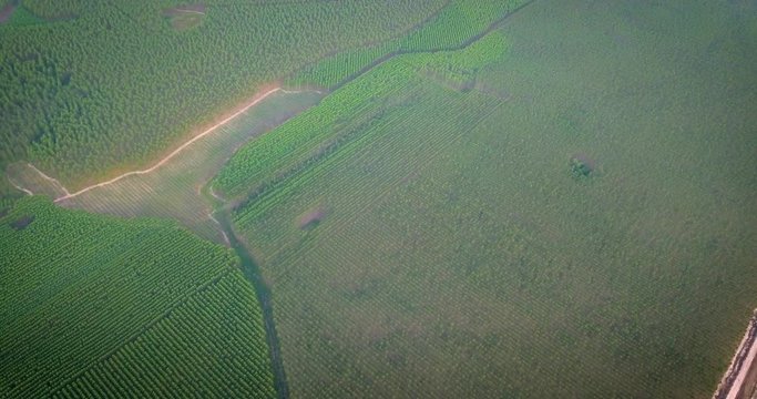 High Rise Aerial View of Forested Fields For Wood Industry in Countryside of Paraguay