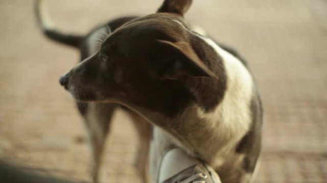 Loyal street dog in India, close up, shallow DOF