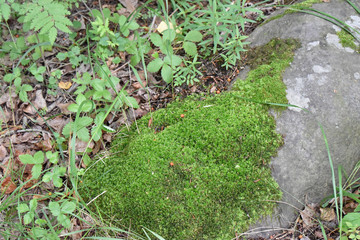 Stone with green moss on it and dry pine-tree needles under the bright rays of light on a summer sunny day.