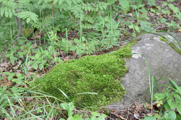 Stone with green moss on it and dry pine-tree needles under the bright rays of light on a summer sunny day.