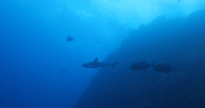 Galapagos and silvertip sharks, Revillagigedo islands, Mexico.
