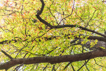 Fresh new green leaves on a tree in spring