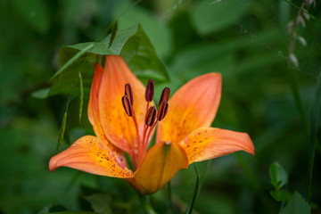 Feuerlilie © Hanna Gottschalk