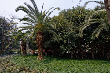 Tradycyjny chiński park © Miroslaw