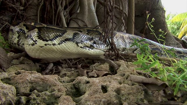 A resting snake lifts its head and moves away off into the jungle