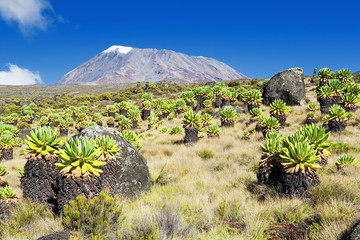 Prachtig landschap Mount Kilimanjaro groen senecio bos