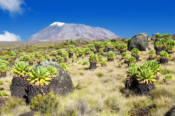 Foto auf gebürstetem Alu-Dibond Kilimandscharo Schöne Landschaft Mount Kilimanjaro grüner Senecio-Wald