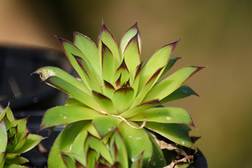 Petalos verdes