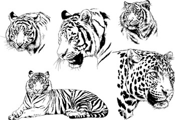 set of vector drawings on the theme of predators tigers are drawn by hand with ink tattoo logos