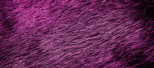 Background of bright purple fur. Close-up texture
