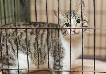 homeless cat in a shelter