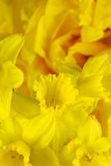 Yellow Daffodils  flower abstraction