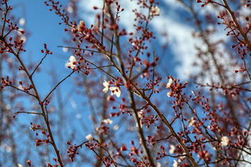 Arriva la primavera: delicati fiori bianchi di Prunus (detto anche mirabolano o marusticano) appena sbocciati, su un cielo azzurro intenso 