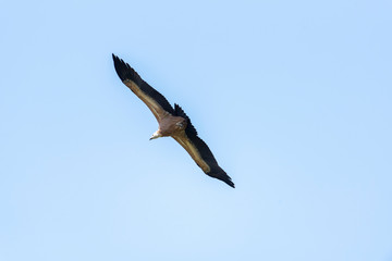 Large Bird Griffon Vulture