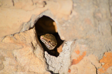 Reptil en la roca