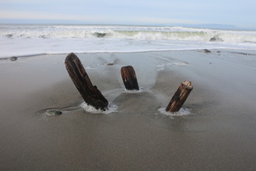 driftwood on beach in California