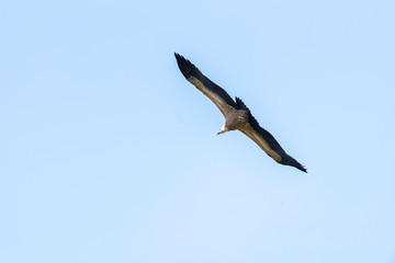 Large Bird Griffon Vulture