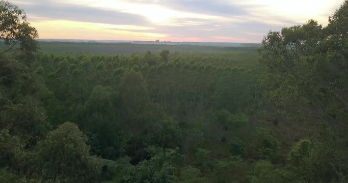 Scenic Aerial View of Green Tropical Jungle Under Sunset Sky