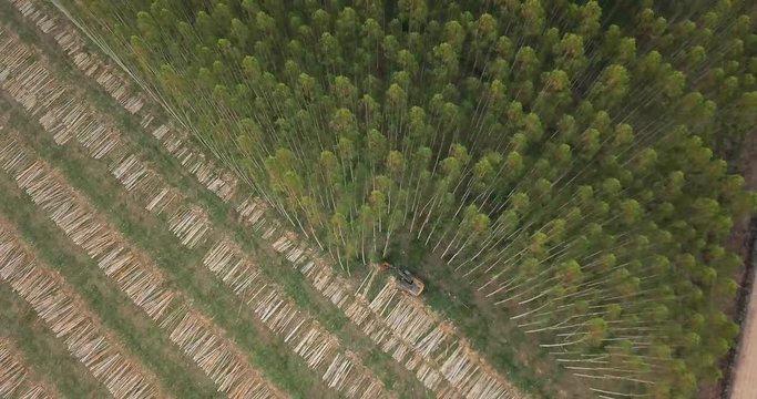 Top Down Aerial View of Forest Harvesting. Machine and Stacked Trunks in Countryside of Paraguay