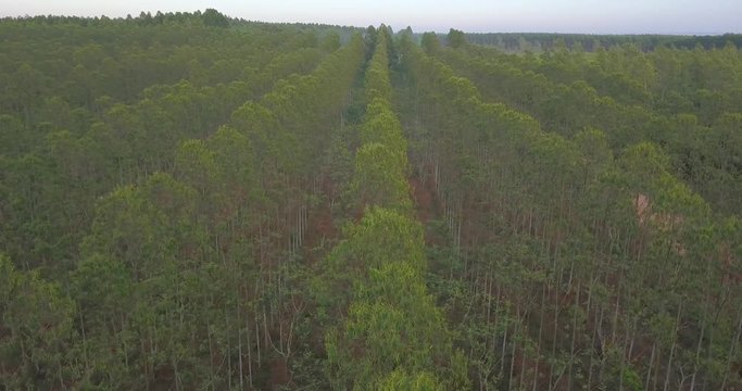 Lined Trees in Artificial Forest for Wood Industry, Aerial View