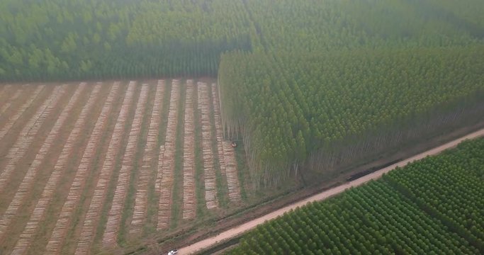 Aerial View of Tree Harvester Machine Cutting Trees in Wood Farming Field Under Mist