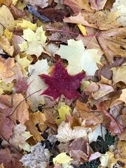 Fallen Autumn Leaves on the ground