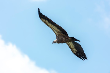 Large Bird Griffon Vulture